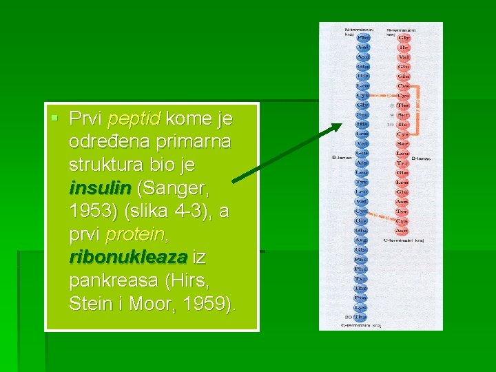 § Prvi peptid kome je određena primarna struktura bio je insulin (Sanger, 1953) (slika