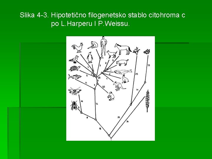 Slika 4 -3. Hipotetično filogenetsko stablo citohroma c po L. Harperu I P. Weissu.