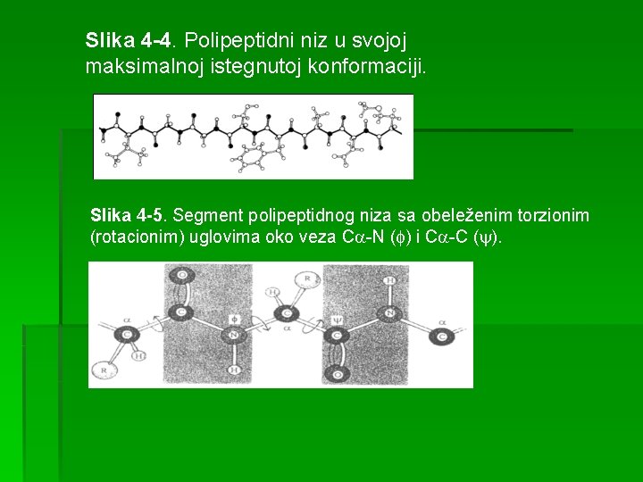 Slika 4 -4. Polipeptidni niz u svojoj maksimalnoj istegnutoj konformaciji. Slika 4 -5. Segment