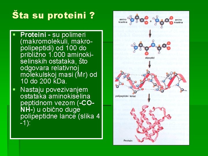 Šta su proteini ? § Proteini - su polimeri (makromolekuli, makropolipeptidi) od 100 do