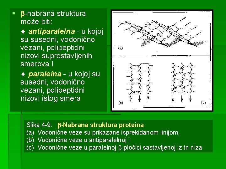 § -nabrana struktura može biti: antiparalelna - u kojoj su susedni, vodonično vezani, polipeptidni