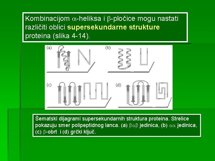 Kombinacijom -heliksa i -pločice mogu nastati različiti oblici supersekundarne strukture proteina (slika 4 -14).