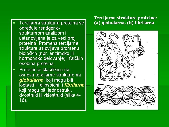 § Tercijarna struktura proteina se određuje rendgenostrukturnom analizom i ustanovljena je za veći broj