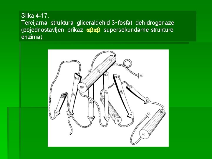 Slika 4 -17. Tercijarna struktura gliceraldehid 3‑fosfat dehidrogenaze (pojednostavljen prikaz supersekundarne strukture enzima). 