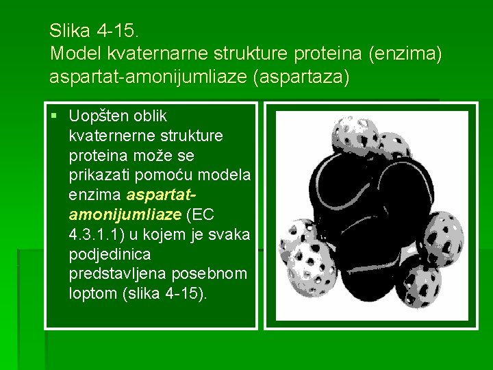 Slika 4 -15. Model kvaternarne strukture proteina (enzima) aspartat-amonijumliaze (aspartaza) § Uopšten oblik kvaternerne