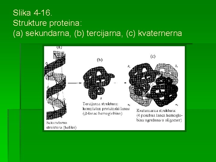 Slika 4 -16. Strukture proteina: (a) sekundarna, (b) tercijarna, (c) kvaternerna 