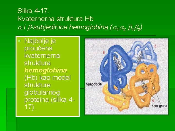 Slika 4 -17. Kvaternerna struktura Hb i -subjedinice hemoglobina ( 1 2) § Najbolje