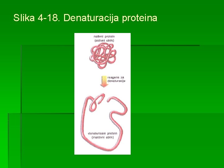 Slika 4 -18. Denaturacija proteina 