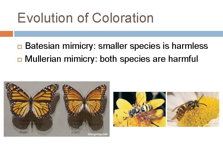 Evolution of Coloration Batesian mimicry: smaller species is harmless Mullerian mimicry: both species are