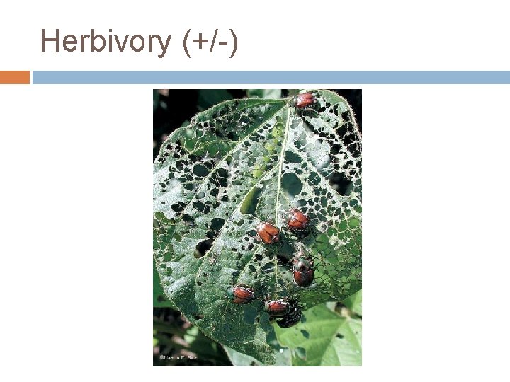 Herbivory (+/-) 