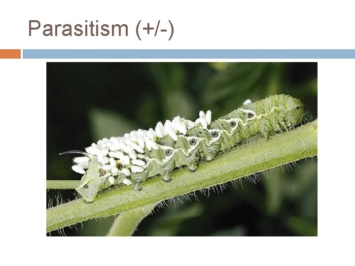 Parasitism (+/-) 