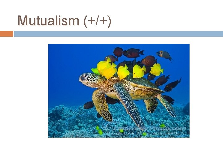 Mutualism (+/+) 