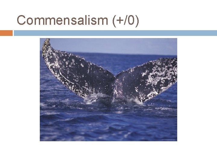 Commensalism (+/0) 