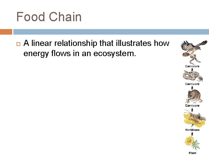 Food Chain A linear relationship that illustrates how energy flows in an ecosystem. 
