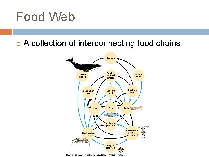 Food Web A collection of interconnecting food chains 