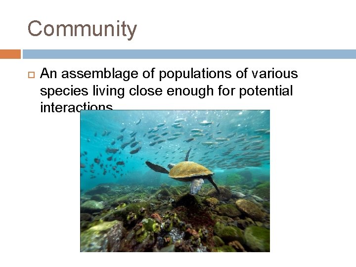 Community An assemblage of populations of various species living close enough for potential interactions
