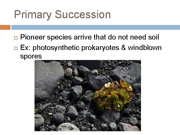 Primary Succession Pioneer species arrive that do not need soil Ex: photosynthetic prokaryotes &