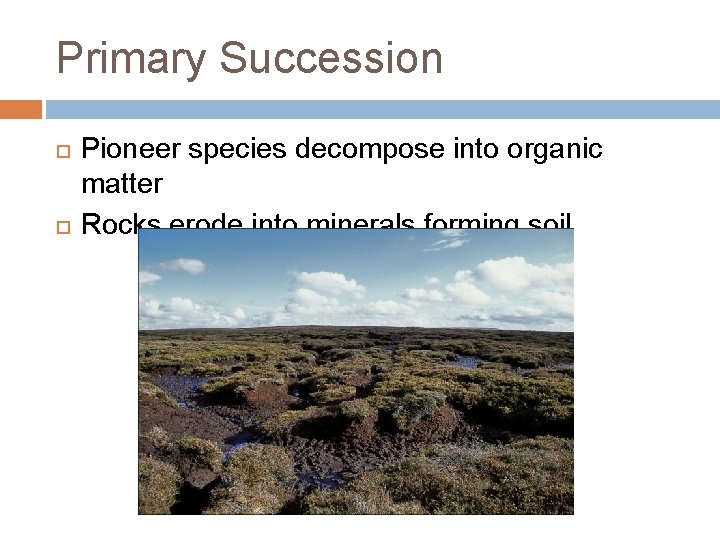 Primary Succession Pioneer species decompose into organic matter Rocks erode into minerals forming soil