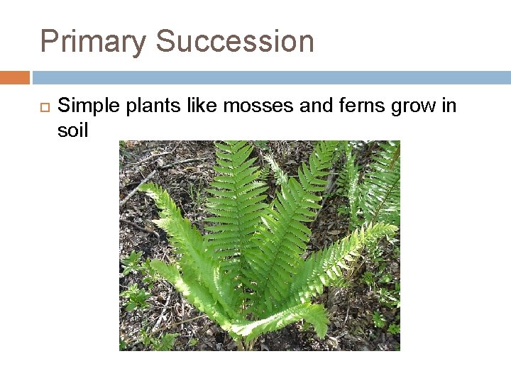 Primary Succession Simple plants like mosses and ferns grow in soil 