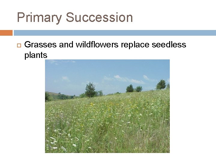 Primary Succession Grasses and wildflowers replace seedless plants 
