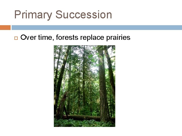 Primary Succession Over time, forests replace prairies 