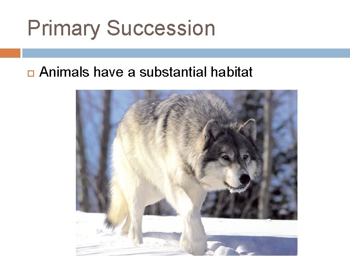 Primary Succession Animals have a substantial habitat 
