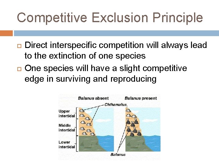 Competitive Exclusion Principle Direct interspecific competition will always lead to the extinction of one