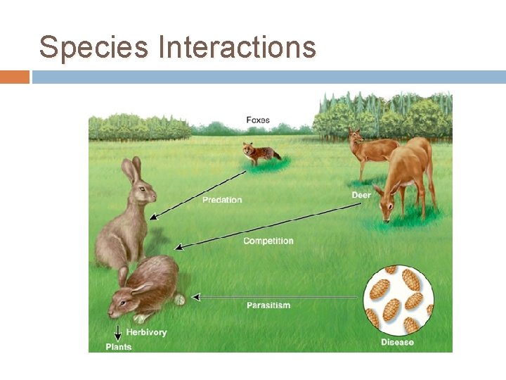 Species Interactions 