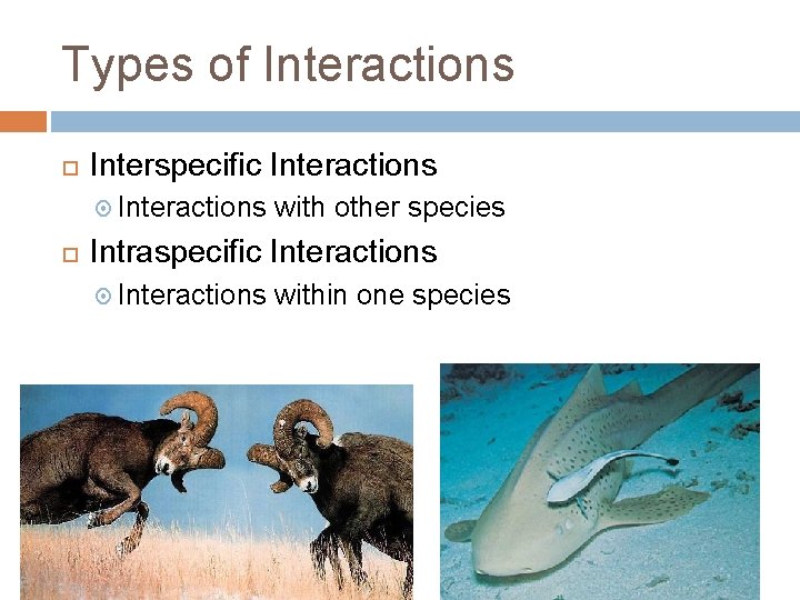 Types of Interactions Interspecific Interactions with other species Intraspecific Interactions within one species 