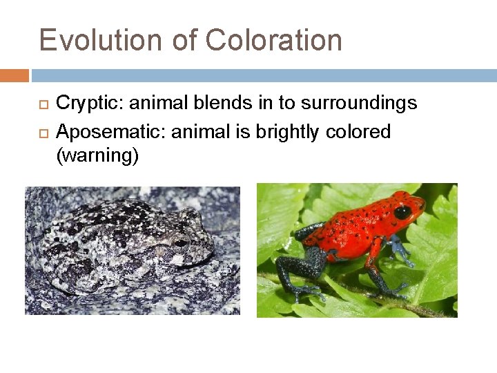 Evolution of Coloration Cryptic: animal blends in to surroundings Aposematic: animal is brightly colored