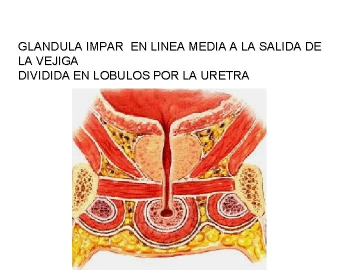 GLANDULA IMPAR EN LINEA MEDIA A LA SALIDA DE LA VEJIGA DIVIDIDA EN LOBULOS