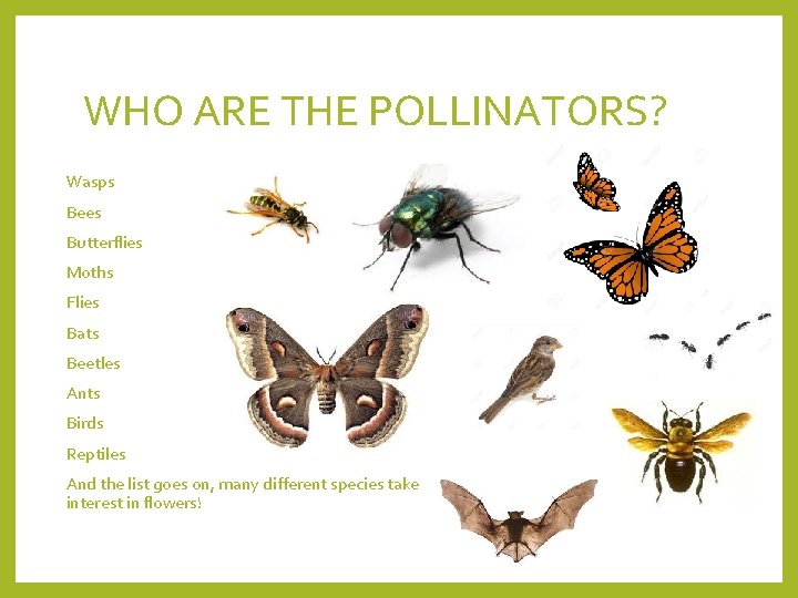 WHO ARE THE POLLINATORS? Wasps Bees Butterflies Moths Flies Bats Beetles Ants Birds Reptiles