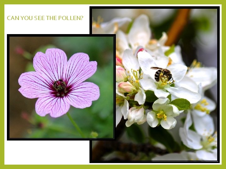 CAN YOU SEE THE POLLEN? 