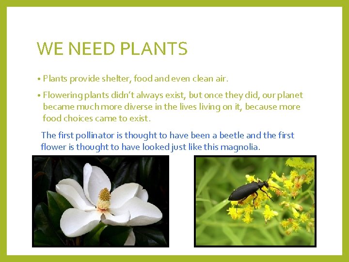 WE NEED PLANTS • Plants provide shelter, food and even clean air. • Flowering
