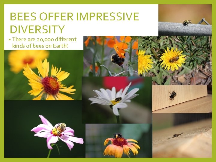 BEES OFFER IMPRESSIVE DIVERSITY • There are 20, 000 different kinds of bees on