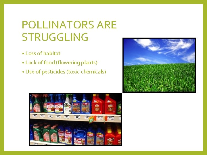 POLLINATORS ARE STRUGGLING • Loss of habitat • Lack of food (flowering plants) •