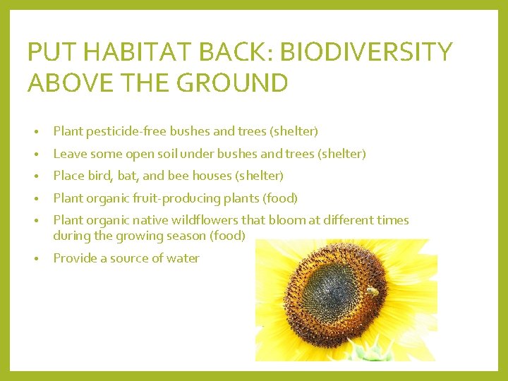 PUT HABITAT BACK: BIODIVERSITY ABOVE THE GROUND • Plant pesticide-free bushes and trees (shelter)