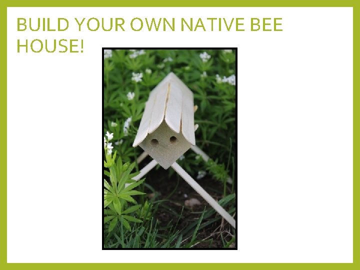 BUILD YOUR OWN NATIVE BEE HOUSE! 