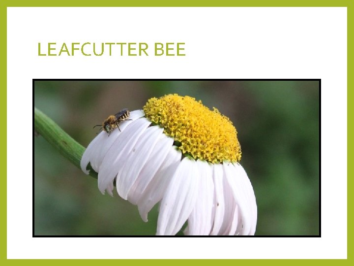 LEAFCUTTER BEE 