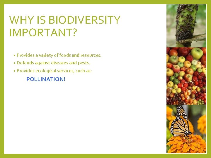 WHY IS BIODIVERSITY IMPORTANT? • Provides a variety of foods and resources. • Defends