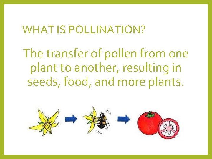 WHAT IS POLLINATION? The transfer of pollen from one plant to another, resulting in