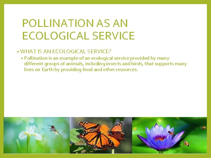 POLLINATION AS AN ECOLOGICAL SERVICE • WHAT IS AN ECOLOGICAL SERVICE? • Pollination is