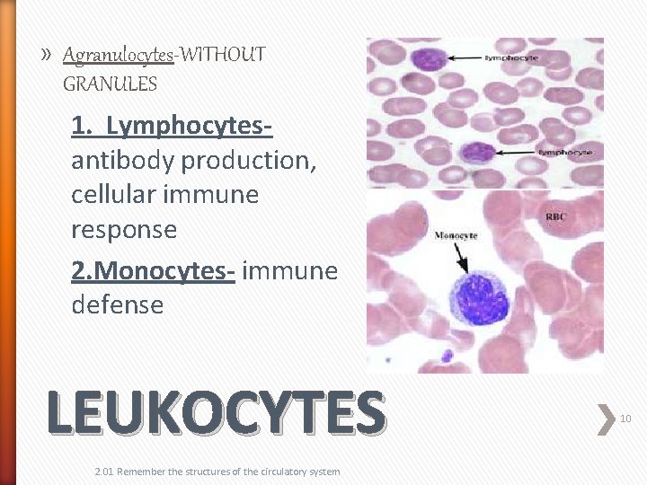 » Agranulocytes-WITHOUT GRANULES 1. Lymphocytesantibody production, cellular immune response 2. Monocytes- immune defense LEUKOCYTES