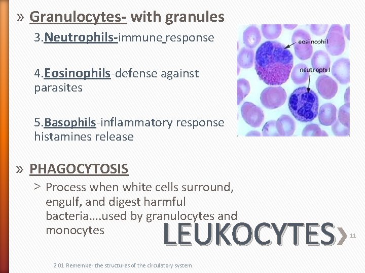 » Granulocytes- with granules 3. Neutrophils-immune response 4. Eosinophils-defense against parasites 5. Basophils-inflammatory response