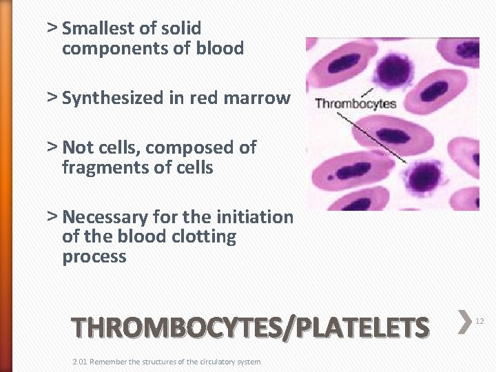 ˃ Smallest of solid components of blood ˃ Synthesized in red marrow ˃ Not