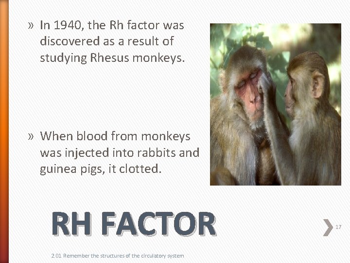 » In 1940, the Rh factor was discovered as a result of studying Rhesus