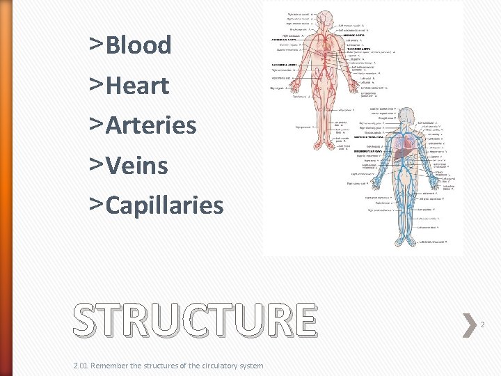 ˃Blood ˃Heart ˃Arteries ˃Veins ˃Capillaries STRUCTURE 2. 01 Remember the structures of the circulatory