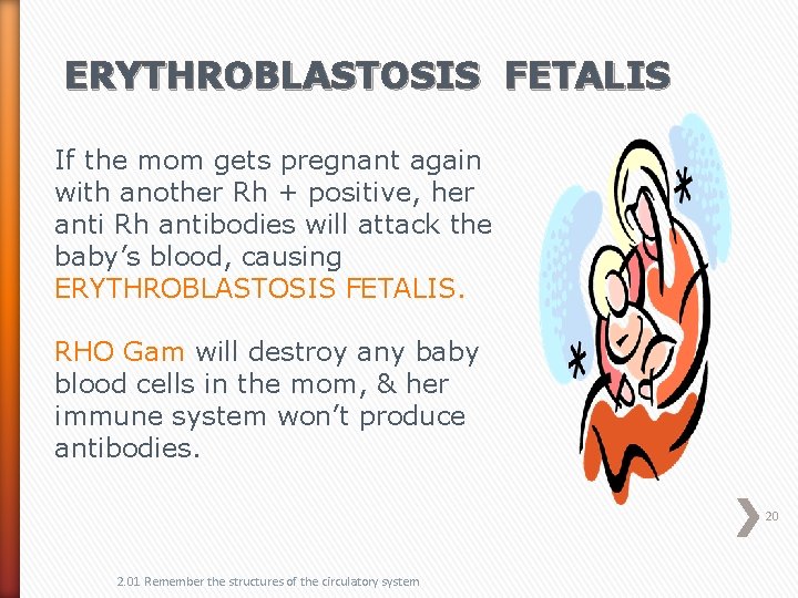 ERYTHROBLASTOSIS FETALIS If the mom gets pregnant again with another Rh + positive, her