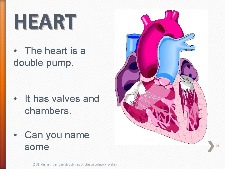 HEART • The heart is a double pump. • It has valves and chambers.