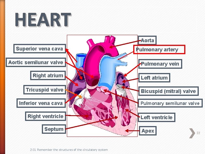 HEART Aorta Superior vena cava Pulmonary artery Aortic semilunar valve Pulmonary vein Right atrium